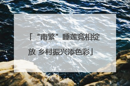 “南繁”睡莲竞相绽放 乡村振兴添色彩