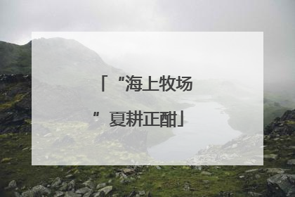 “海上牧场”夏耕正酣