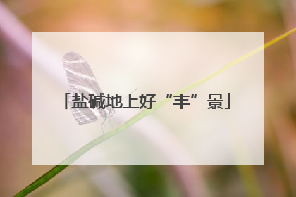 盐碱地上好“丰”景