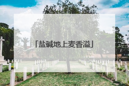 盐碱地上麦香溢