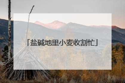 盐碱地里小麦收割忙