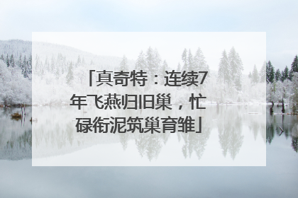 真奇特：连续7年飞燕归旧巢，忙碌衔泥筑巢育雏