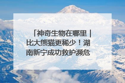 神奇生物在哪里｜比大熊猫更稀少！湖南新宁成功救护濒危鸟类海南鳽