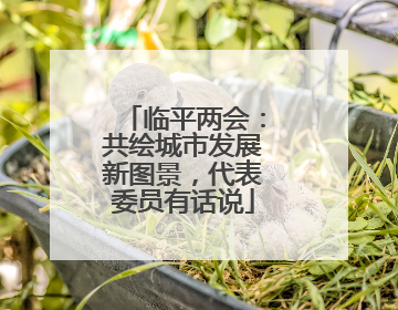 临平两会：共绘城市发展新图景，代表委员有话说