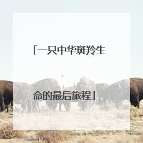 一只中华斑羚生命的最后旅程
