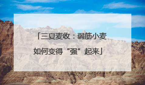 三夏麦收：弱筋小麦如何变得“强”起来
