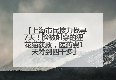 上海市民接力找寻7天！脸被射穿的狸花猫获救，医药费1天筹到四千多