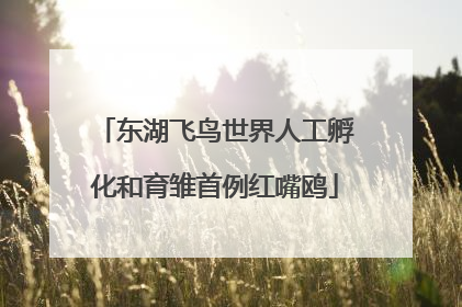 东湖飞鸟世界人工孵化和育雏首例红嘴鸥