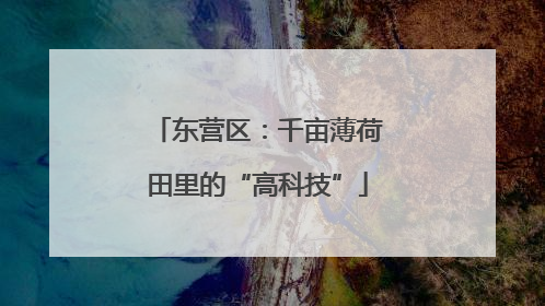 东营区：千亩薄荷田里的“高科技”