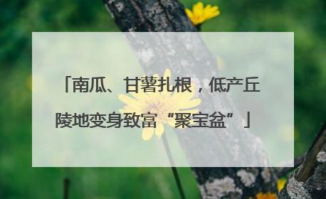 南瓜、甘薯扎根，低产丘陵地变身致富“聚宝盆”