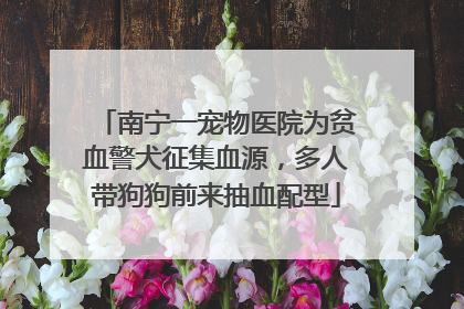 南宁一宠物医院为贫血警犬征集血源，多人带狗狗前来抽血配型