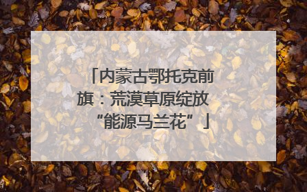 内蒙古鄂托克前旗：荒漠草原绽放“能源马兰花”