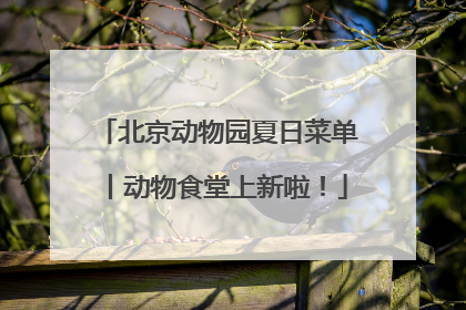 北京动物园夏日菜单丨动物食堂上新啦！