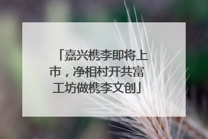 嘉兴槜李即将上市，净相村开共富工坊做槜李文创