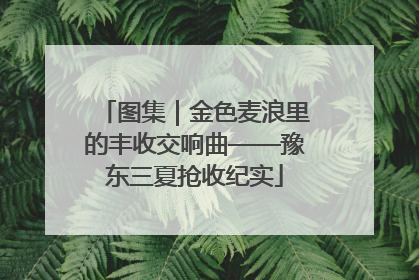 图集｜金色麦浪里的丰收交响曲——豫东三夏抢收纪实