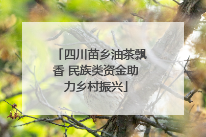 四川苗乡油茶飘香 民族类资金助力乡村振兴