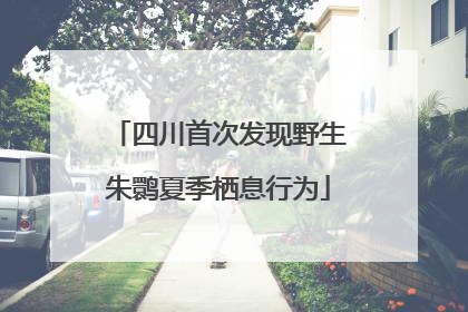 四川首次发现野生朱鹮夏季栖息行为