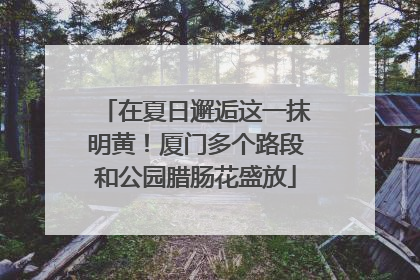在夏日邂逅这一抹明黄！厦门多个路段和公园腊肠花盛放