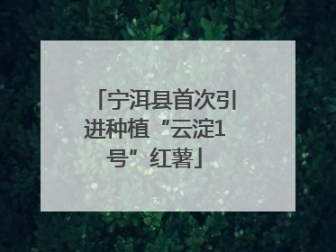 宁洱县首次引进种植“云淀1号”红薯
