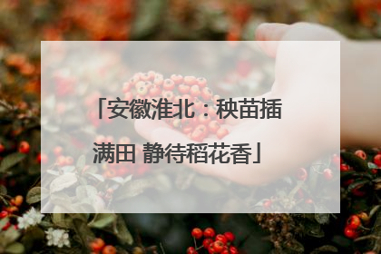 安徽淮北：秧苗插满田 静待稻花香