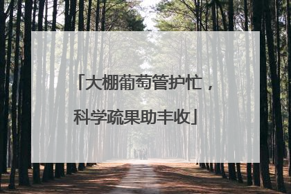 大棚葡萄管护忙，科学疏果助丰收