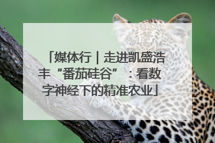 媒体行｜走进凯盛浩丰“番茄硅谷”：看数字神经下的精准农业