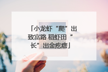 小龙虾“爬”出致富路 稻虾田“长”出金疙瘩