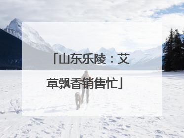 山东乐陵：艾草飘香销售忙