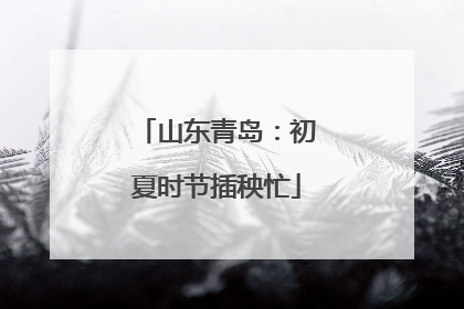 山东青岛：初夏时节插秧忙