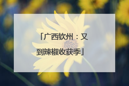 广西钦州：又到辣椒收获季