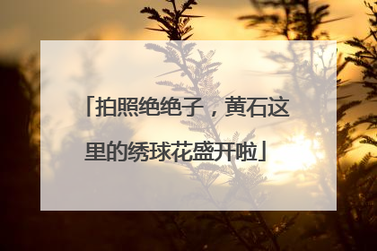 拍照绝绝子，黄石这里的绣球花盛开啦