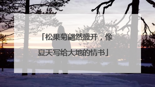 松果菊翩然盛开，像夏天写给大地的情书