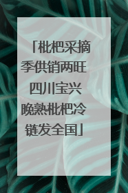 枇杷采摘季供销两旺 四川宝兴晚熟枇杷冷链发全国