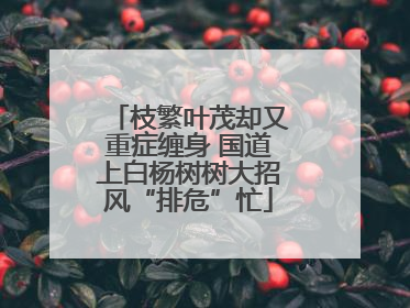 枝繁叶茂却又重症缠身 国道上白杨树树大招风“排危”忙