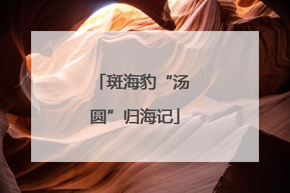 斑海豹“汤圆”归海记