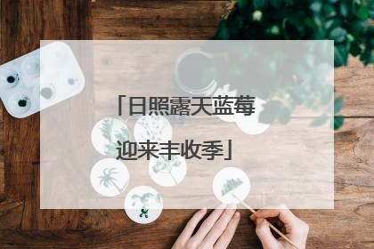 日照露天蓝莓迎来丰收季