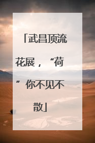 武昌顶流花展，“荷”你不见不散