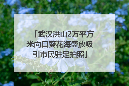 武汉洪山2万平方米向日葵花海盛放吸引市民驻足拍照