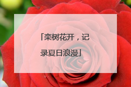 栾树花开，记录夏日浪漫