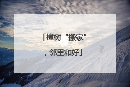 樟树“搬家”，邻里和好