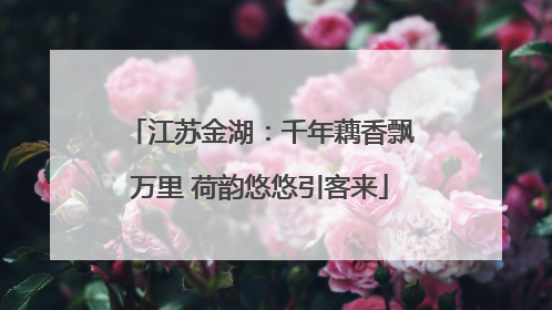 江苏金湖：千年藕香飘万里 荷韵悠悠引客来