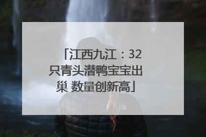 江西九江：32只青头潜鸭宝宝出巢 数量创新高