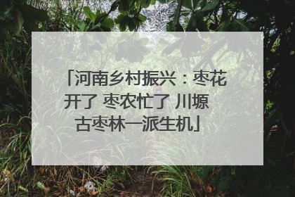 河南乡村振兴：枣花开了 枣农忙了 川塬古枣林一派生机