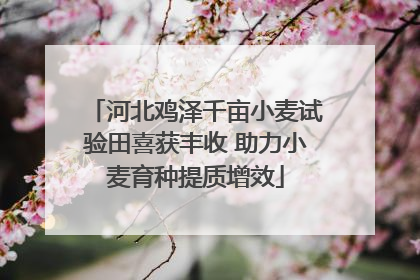 河北鸡泽千亩小麦试验田喜获丰收 助力小麦育种提质增效