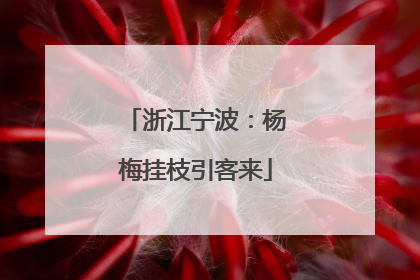 浙江宁波：杨梅挂枝引客来