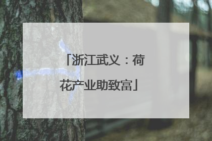 浙江武义：荷花产业助致富
