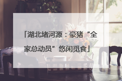 湖北堵河源：豪猪“全家总动员”悠闲觅食