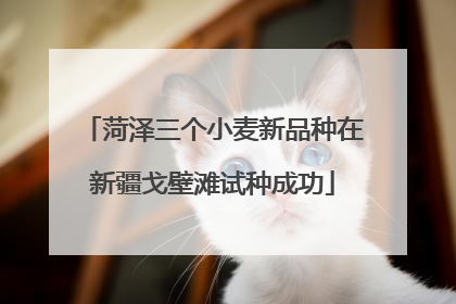 菏泽三个小麦新品种在新疆戈壁滩试种成功