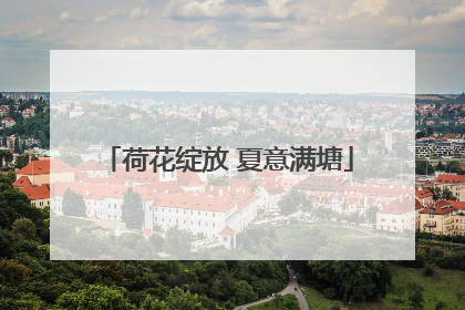 荷花绽放 夏意满塘