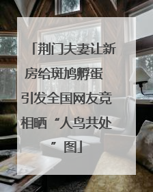 荆门夫妻让新房给斑鸠孵蛋 引发全国网友竞相晒“人鸟共处”图